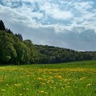 Löwenzahn im Haxtergrund