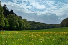 Löwenzahn im Haxtergrund