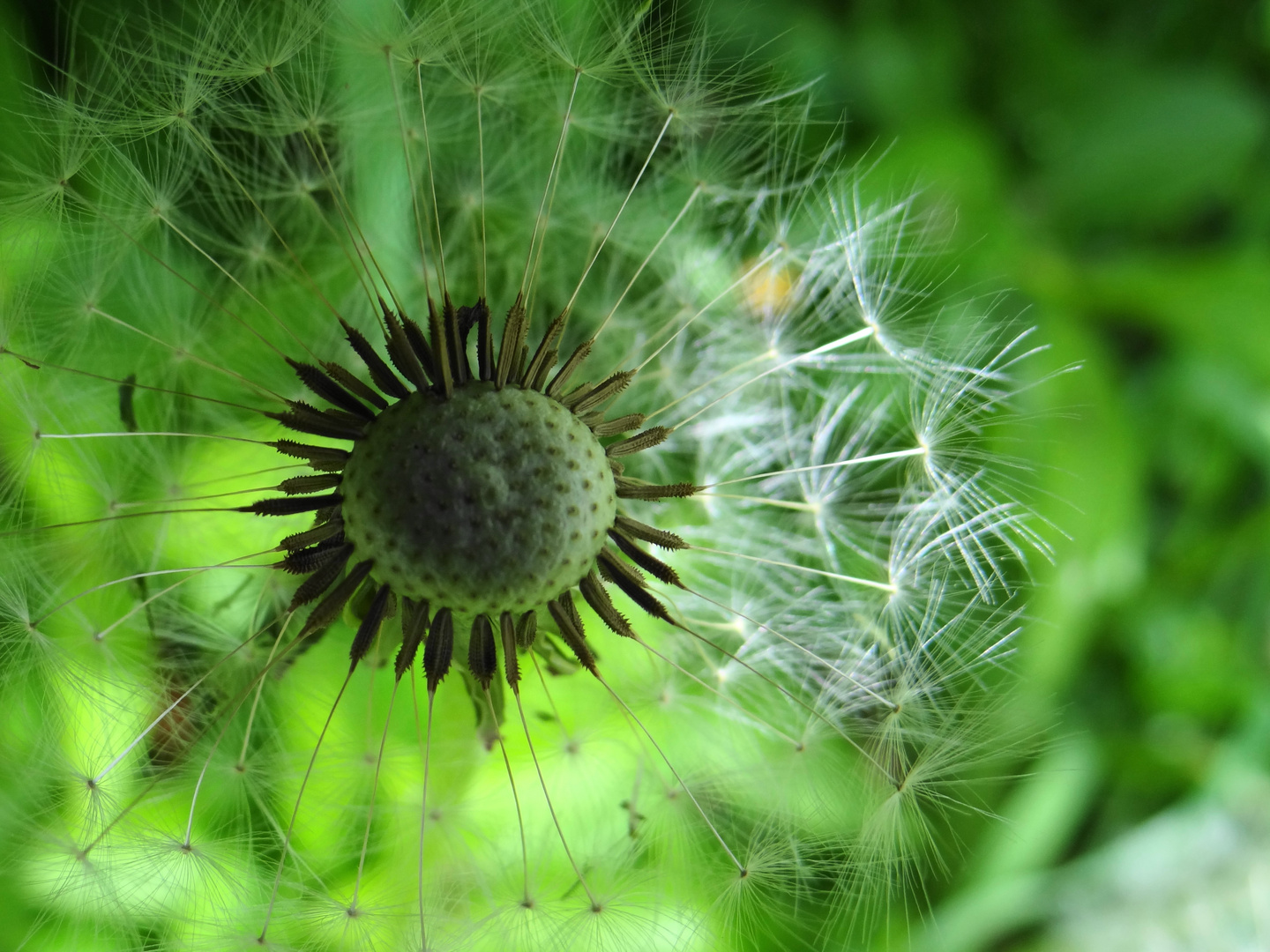 Löwenzahn im Herbst Foto & Bild pflanzen, pilze & flechten, blüten