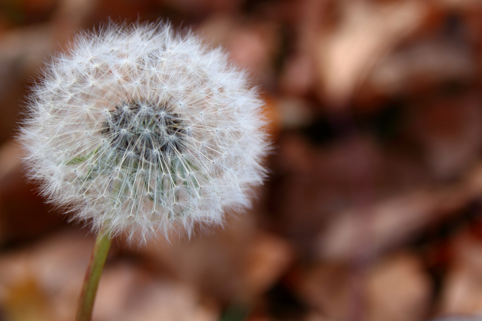 Löwenzahn im Herbst