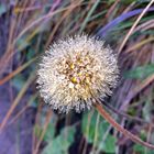 Löwenzahn im Herbst mit Tautropfen