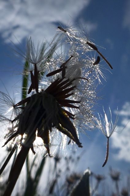 Löwenzahn im Herbstlicht