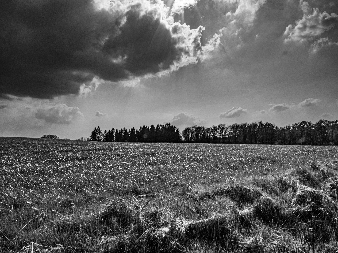 Loewenzahn im Licht