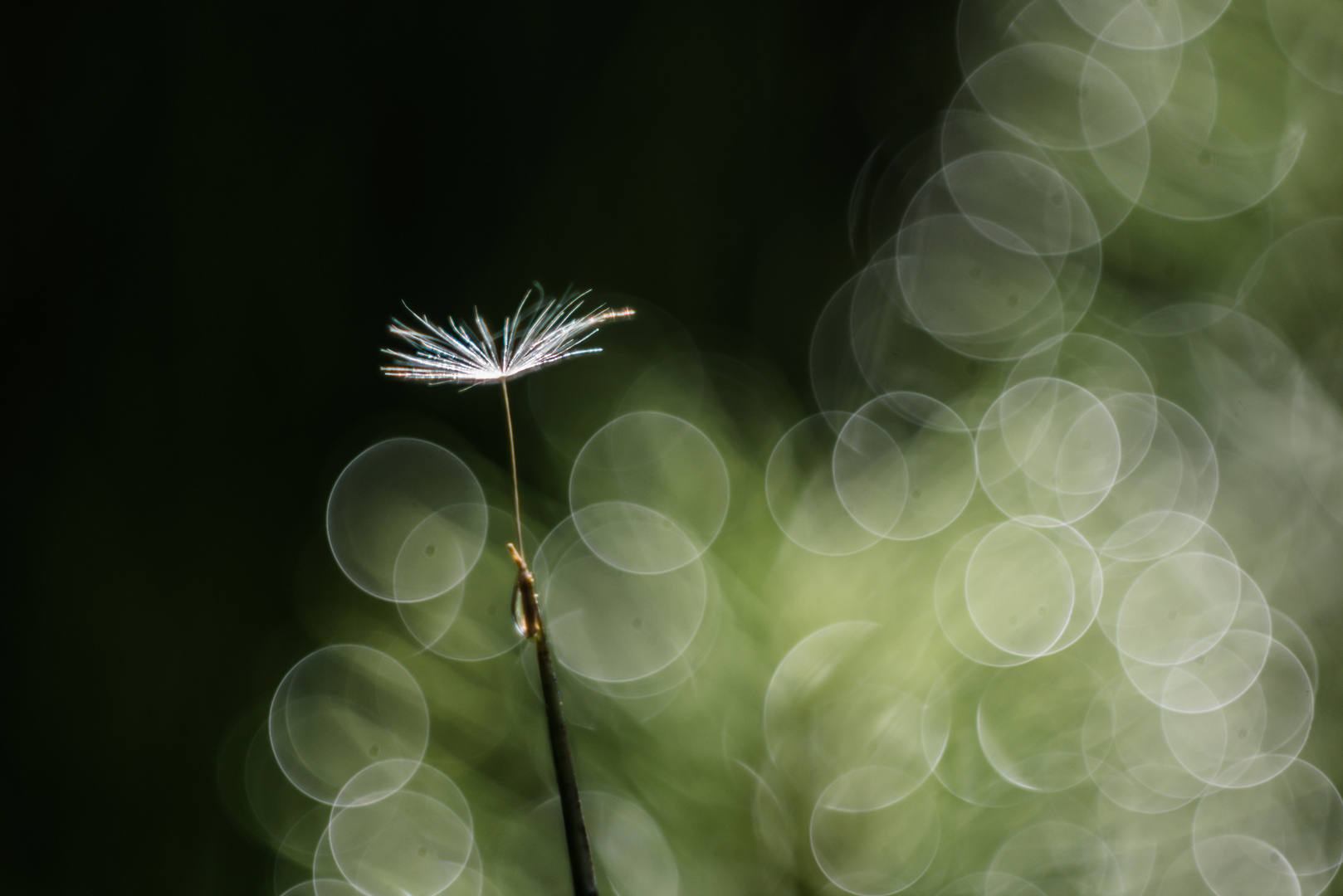 Löwenzahn im Lichtkosmos