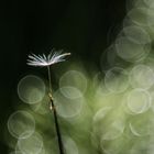 Löwenzahn im Lichtkosmos