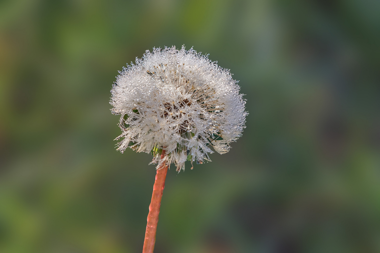 Löwenzahn im Morgenfrost