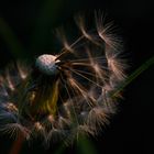 Löwenzahn im Morgenlicht