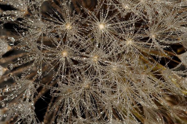 Löwenzahn im Morgentau 1