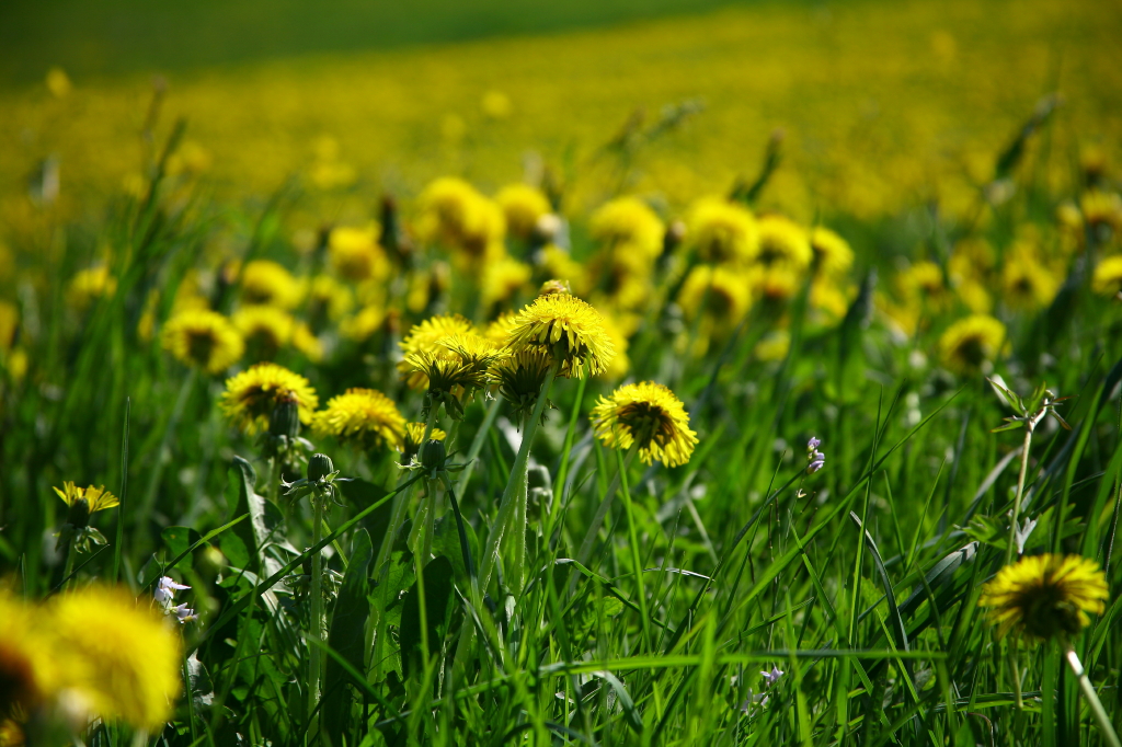 Löwenzahn im Odenwald