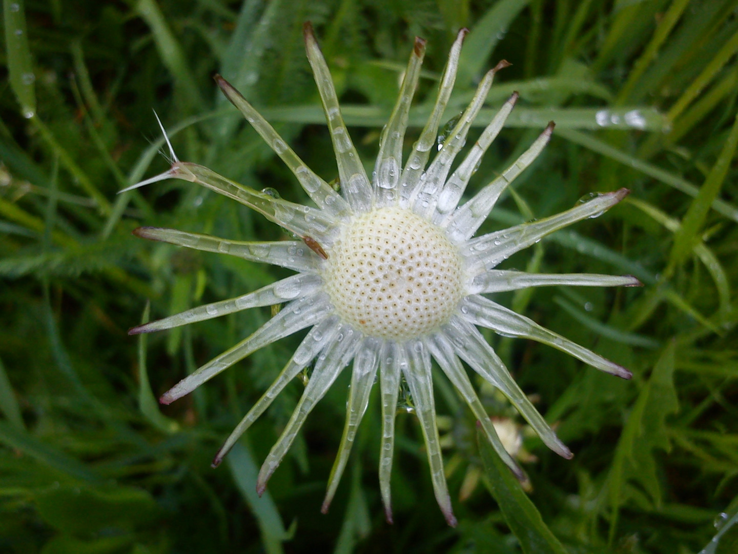 Löwenzahn im Regen