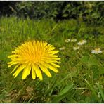 Löwenzahn im Sonnenlicht