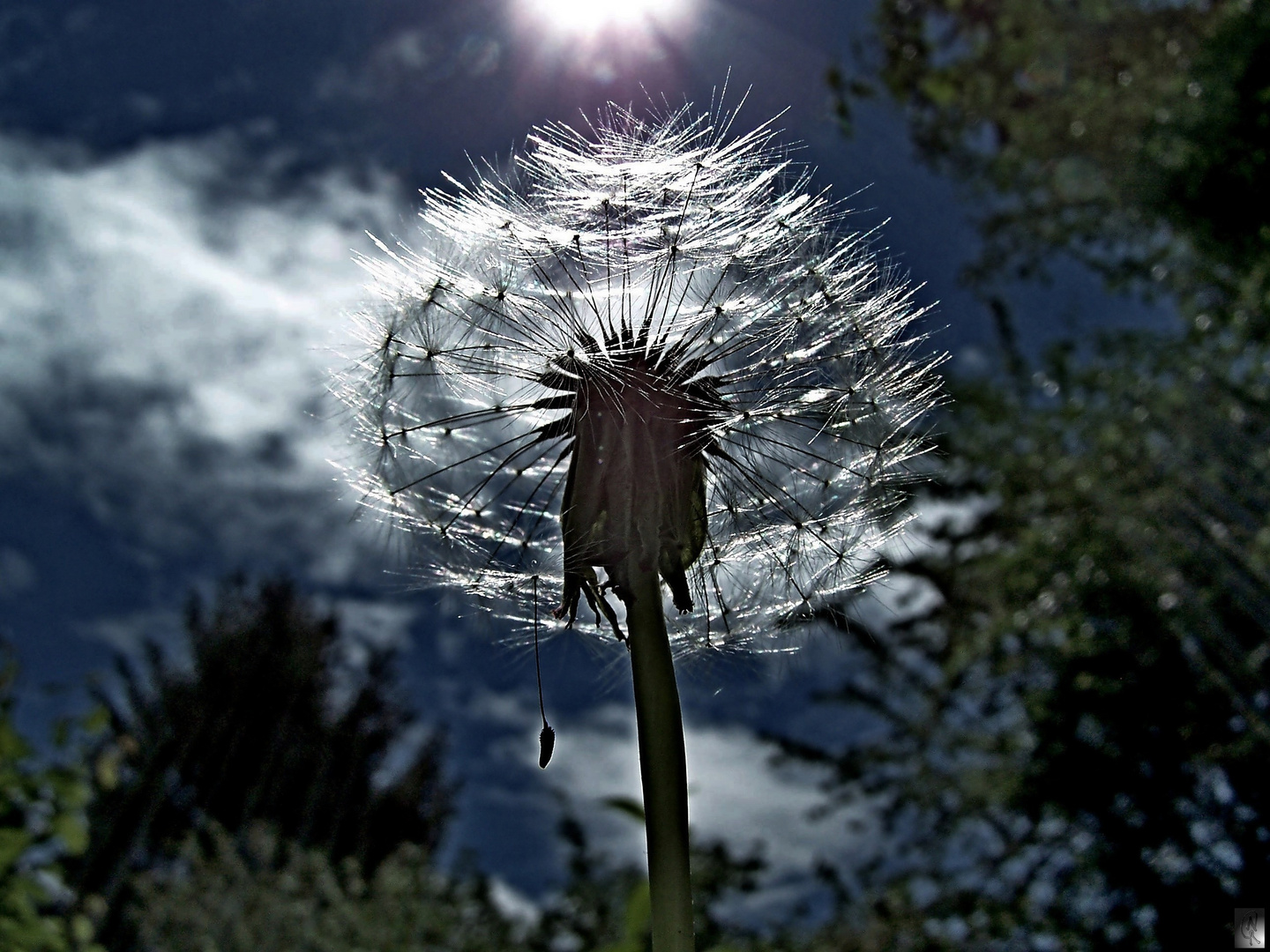 Löwenzahn im Sonnenlicht