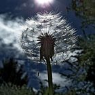 Löwenzahn im Sonnenlicht