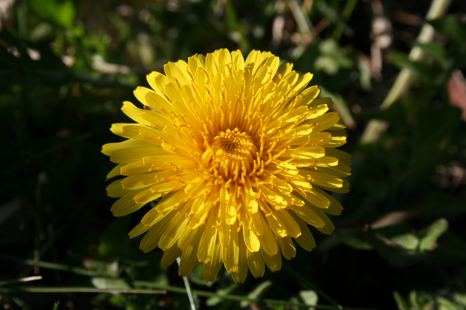 Löwenzahn im Sonnenlicht