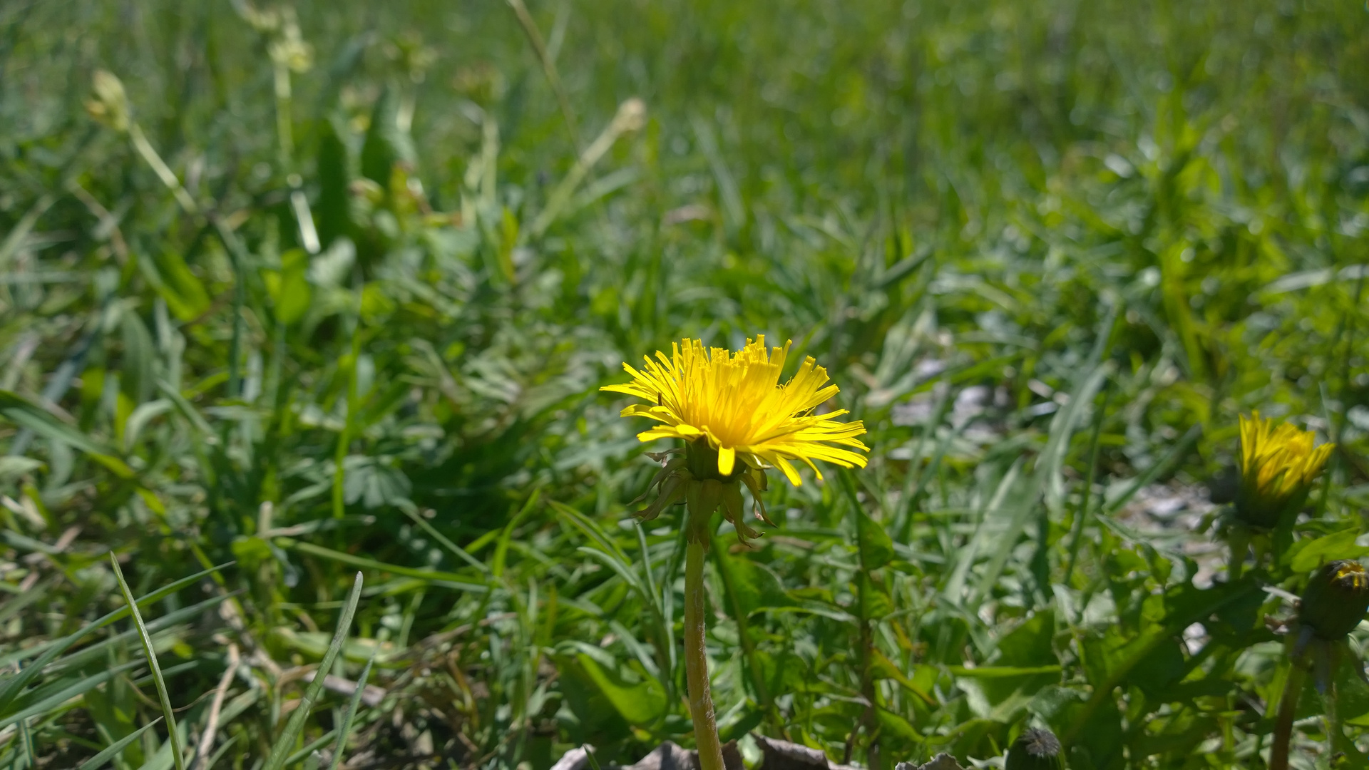 Löwenzahn im Sonnenschein