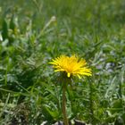 Löwenzahn im Sonnenschein