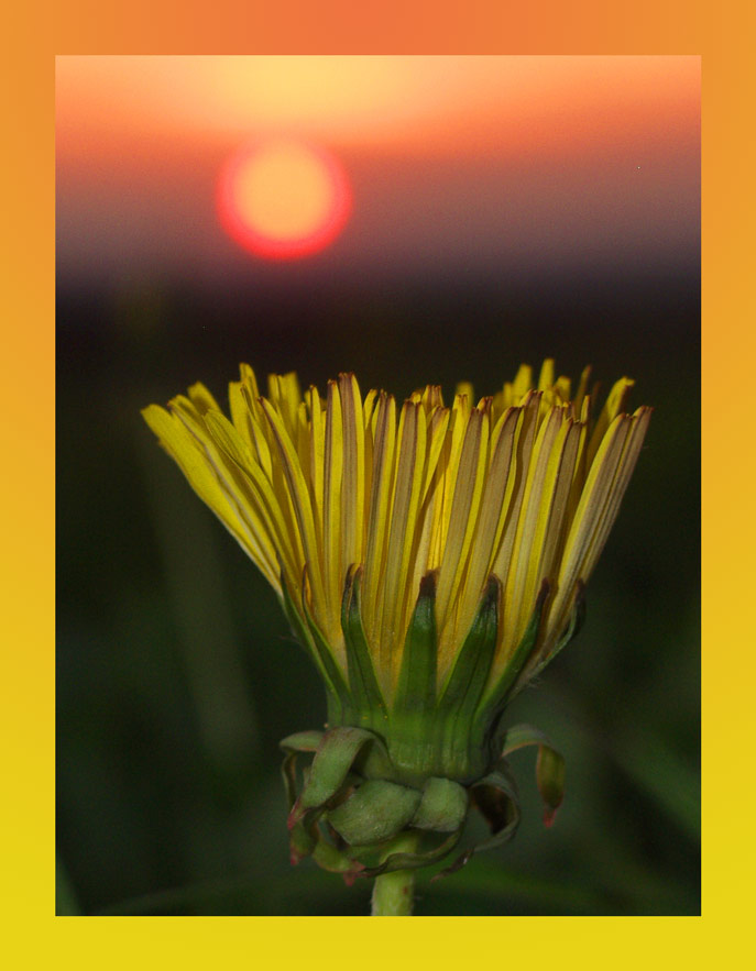 Löwenzahn im Sonnenuntergang