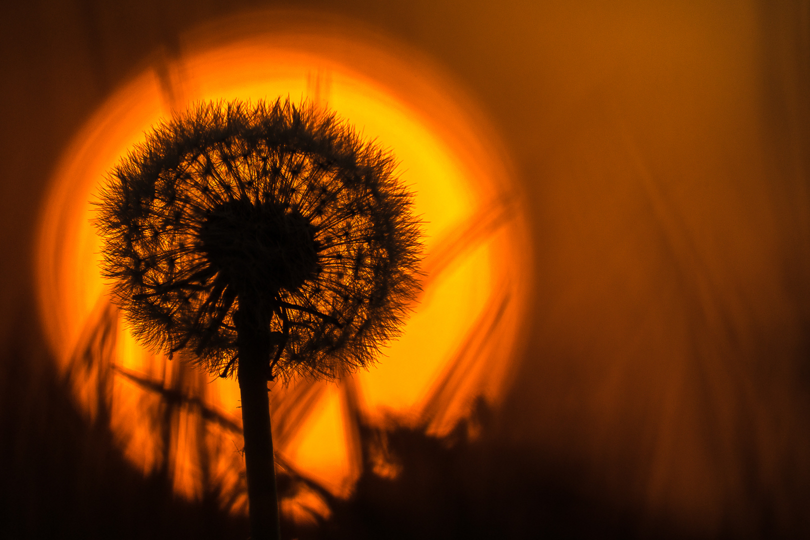 Löwenzahn im Sonnenuntergang 