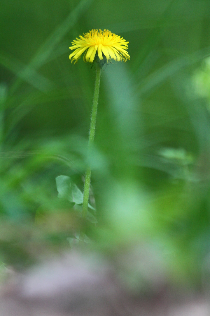 Löwenzahn im Wald