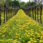 Löwenzahn im Weinberg