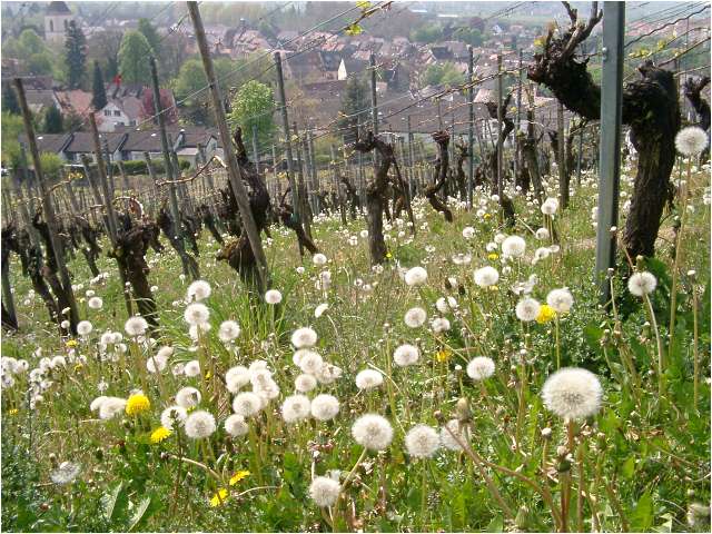 Löwenzahn im Weinberg