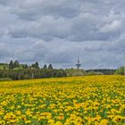 Löwenzahn im Westerwald