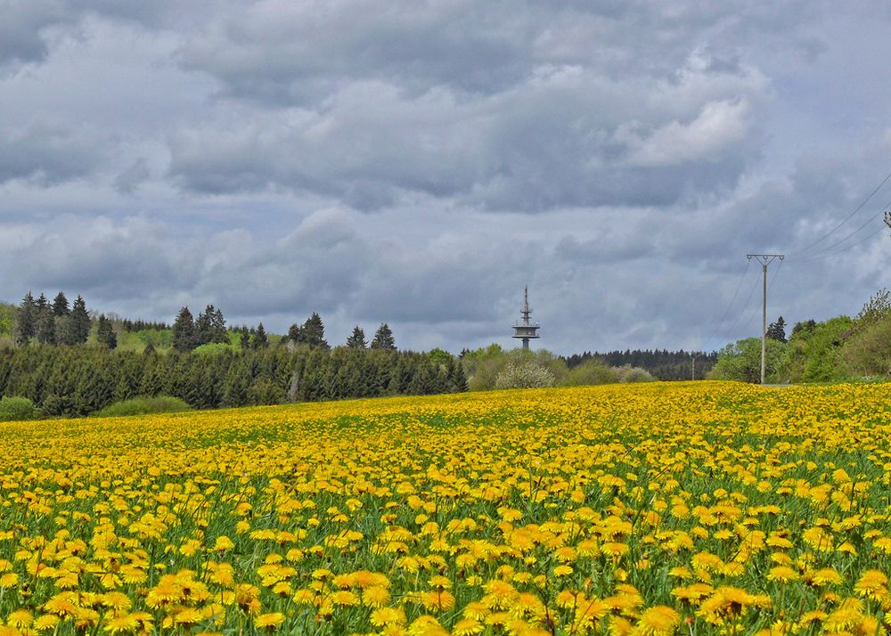 Löwenzahn im Westerwald