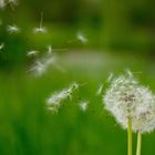 Löwenzahn im Wind