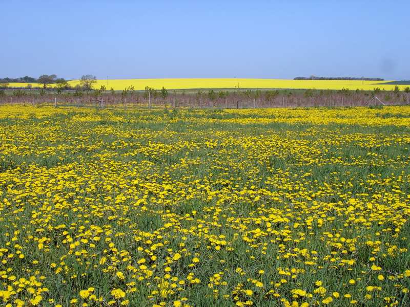 Löwenzahn in Angeln