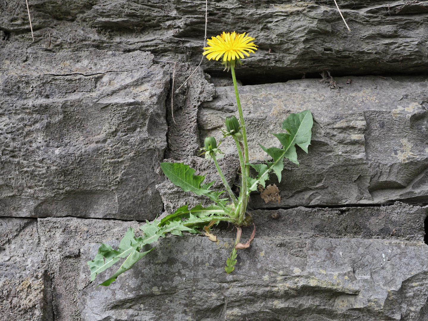 Löwenzahn in Bruchsteinmauer (2019_04_24_EOS 6D Mark II_1339_ji)