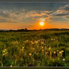 Löwenzahn in der Morgensonne