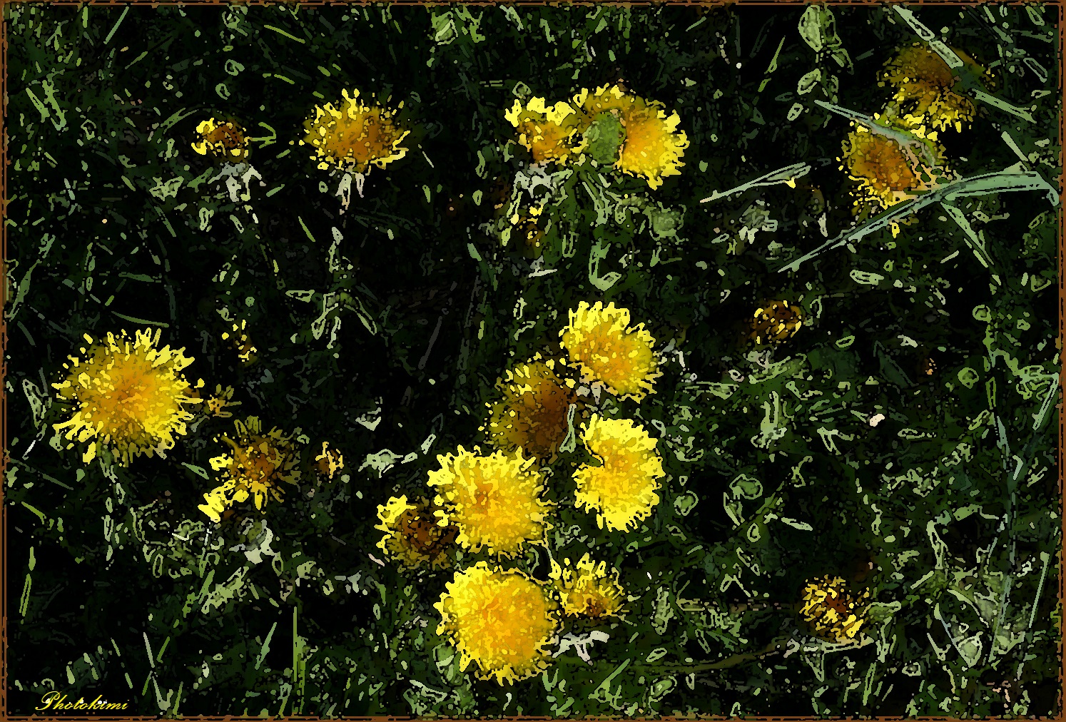 Löwenzahn in der Sonne