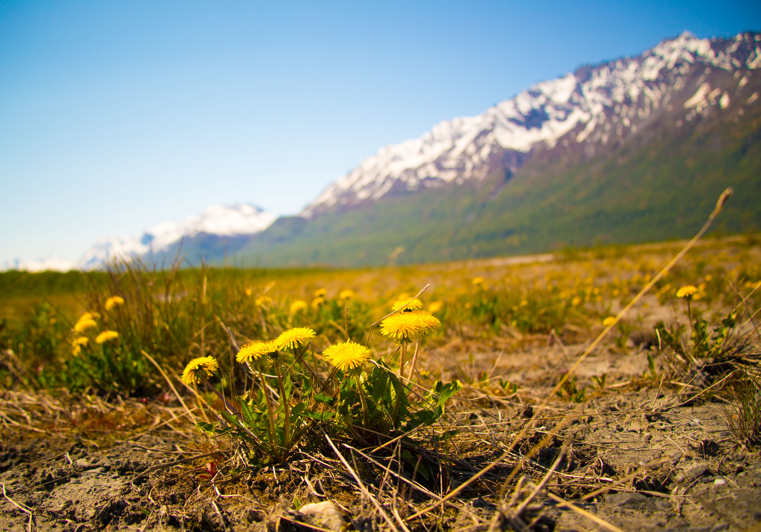 Löwenzahn in der Steppe