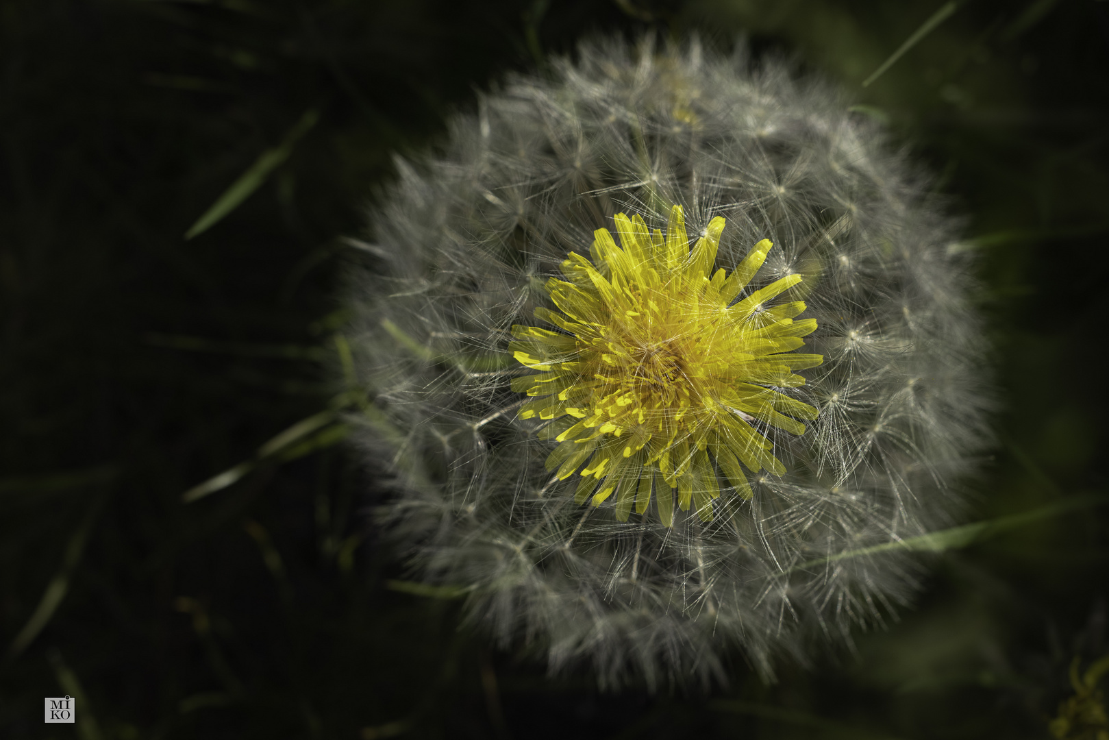 Löwenzahn in Pusteblume