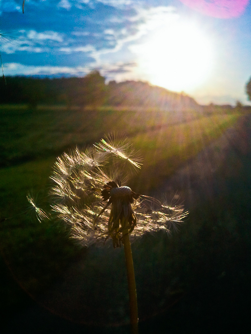 Löwenzahn in untergehender Sonne