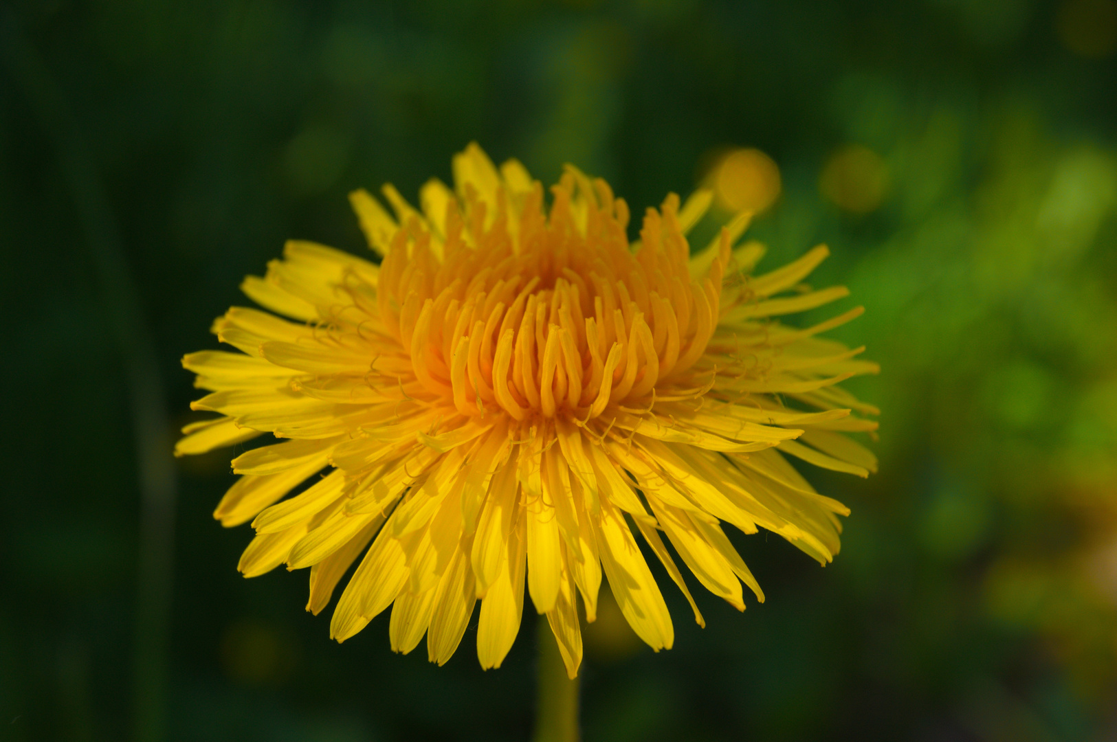 Löwenzahn in voller Blüte