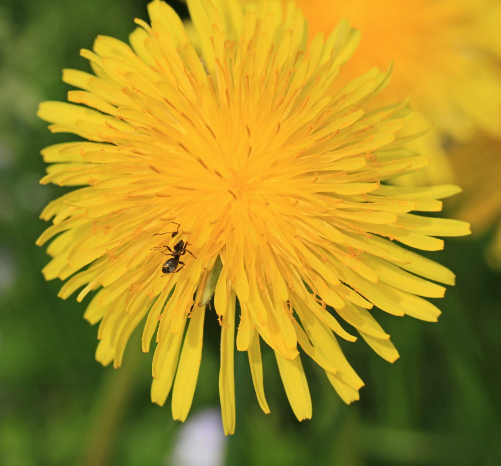 Löwenzahn, in voller Blüte