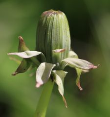 Löwenzahn, kurz vor der Blüte