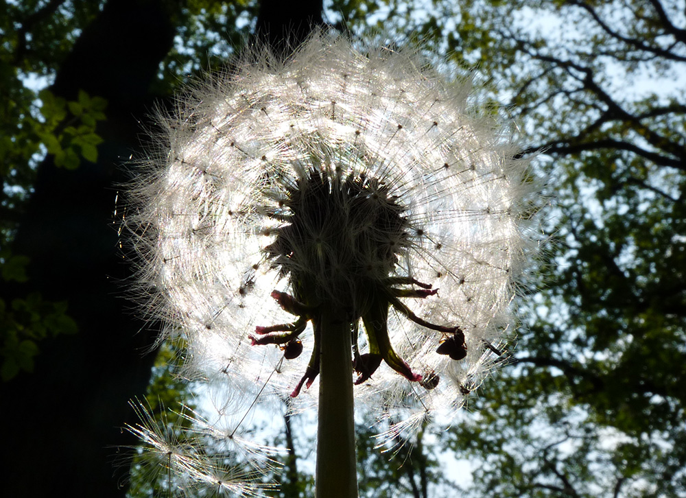 Löwenzahn-Licht