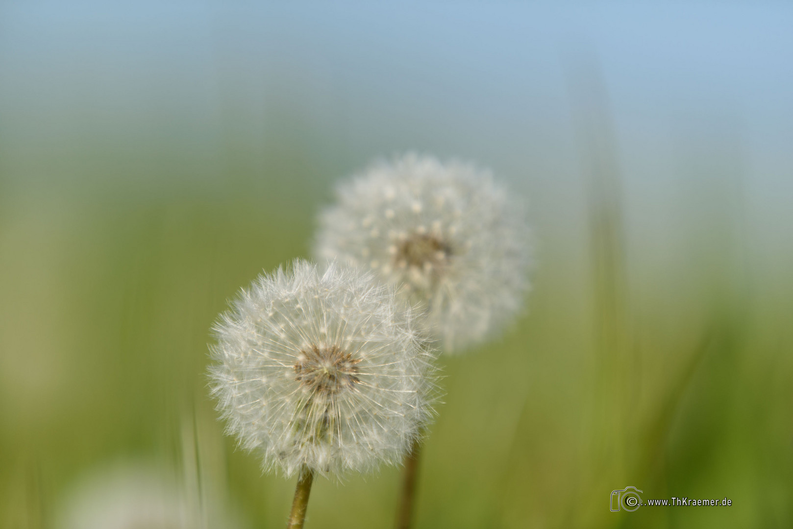 Löwenzahn LR_D75_5353