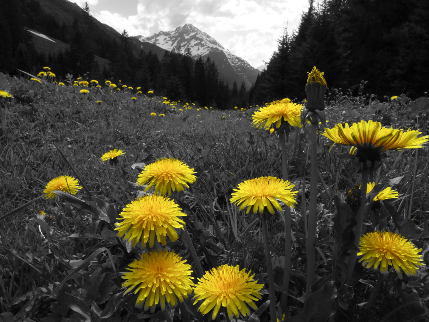 Löwenzahn . Maderanertal