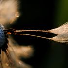 Löwenzahn Makro 2