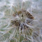 Löwenzahn (Makro der "Pusteblume")