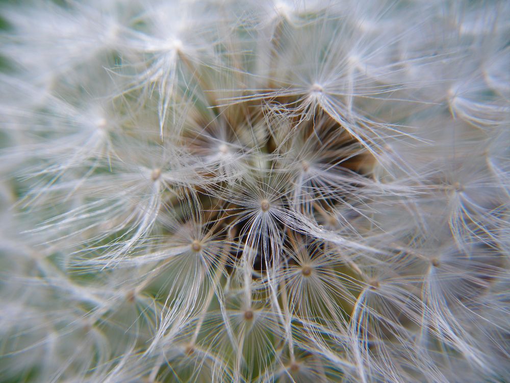 Löwenzahn (Makro der "Pusteblume")