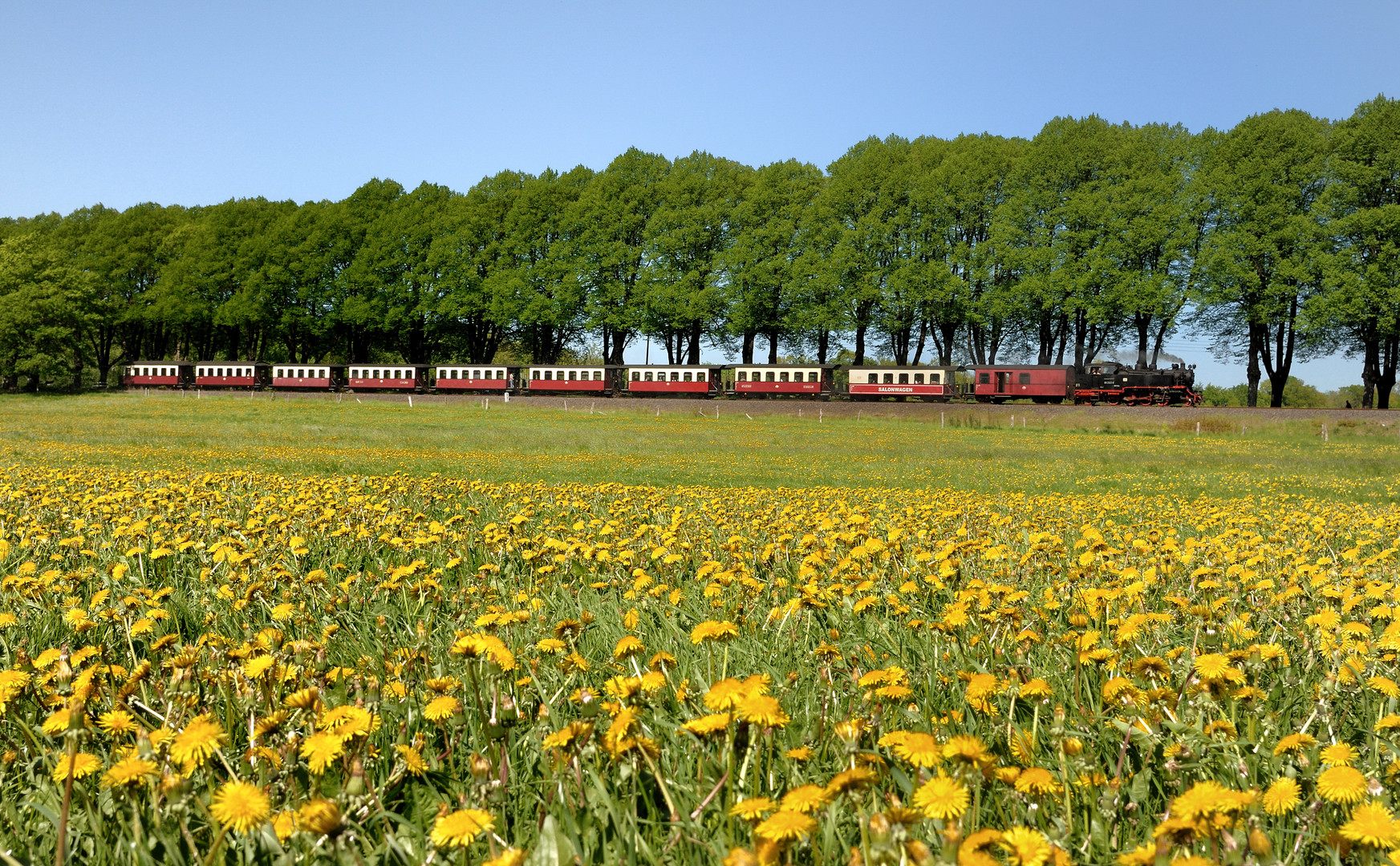 Löwenzahn-Meer bei bad Doberan