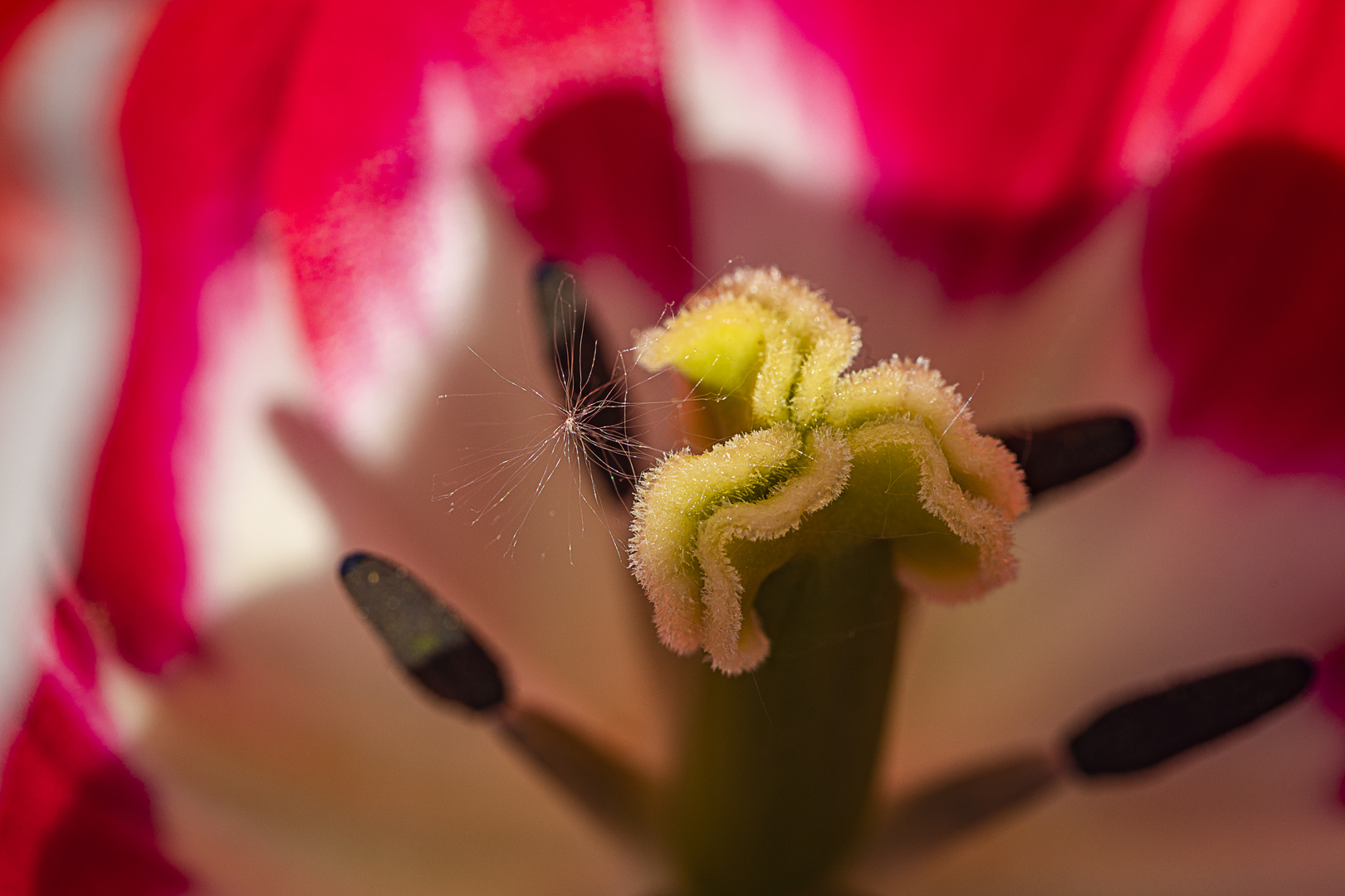 Löwenzahn meets Tulpe