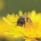 Löwenzahn mit Besucher