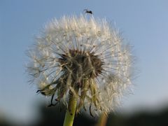 Löwenzahn mit Besucher