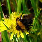 Löwenzahn mit Besucher 