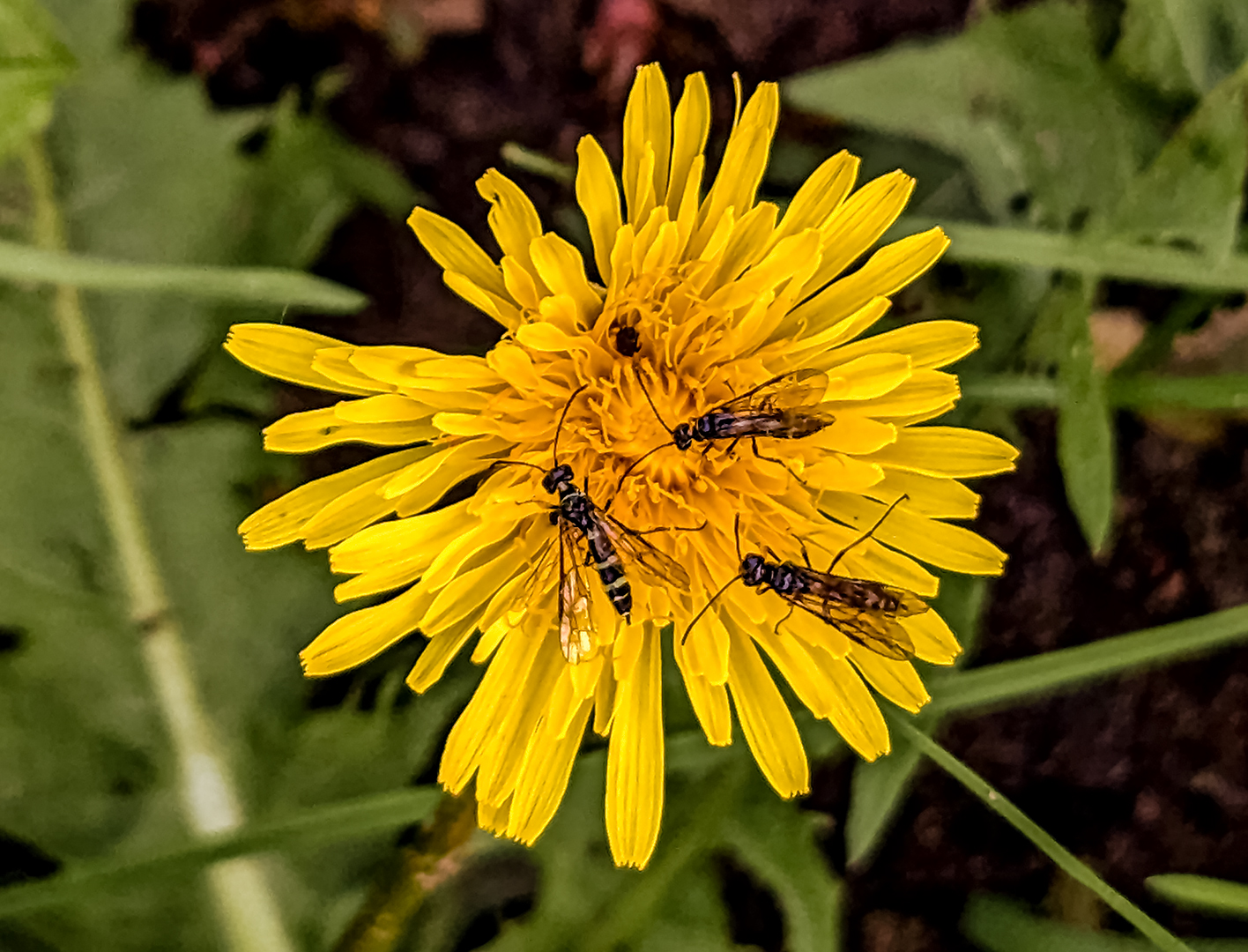 Löwenzahn mit Besuchern 